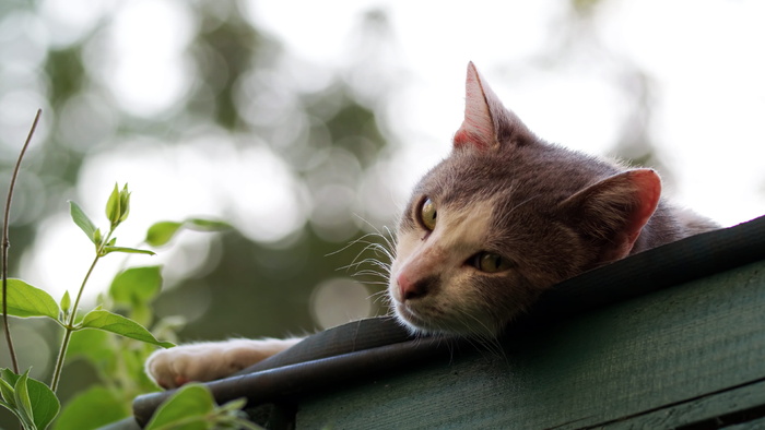 猫L的选择性聚焦摄影