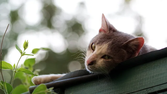 猫L的选择性聚焦摄影