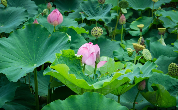 粉色、荷花、池塘、荷花、荷花、睡莲、花蕾、水生植物