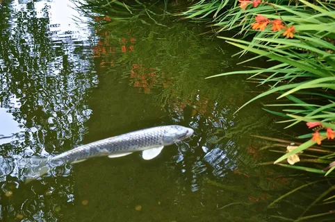 美国，旧金山，日本茶园，日本，鱼，锦鲤，涟漪，倒影
