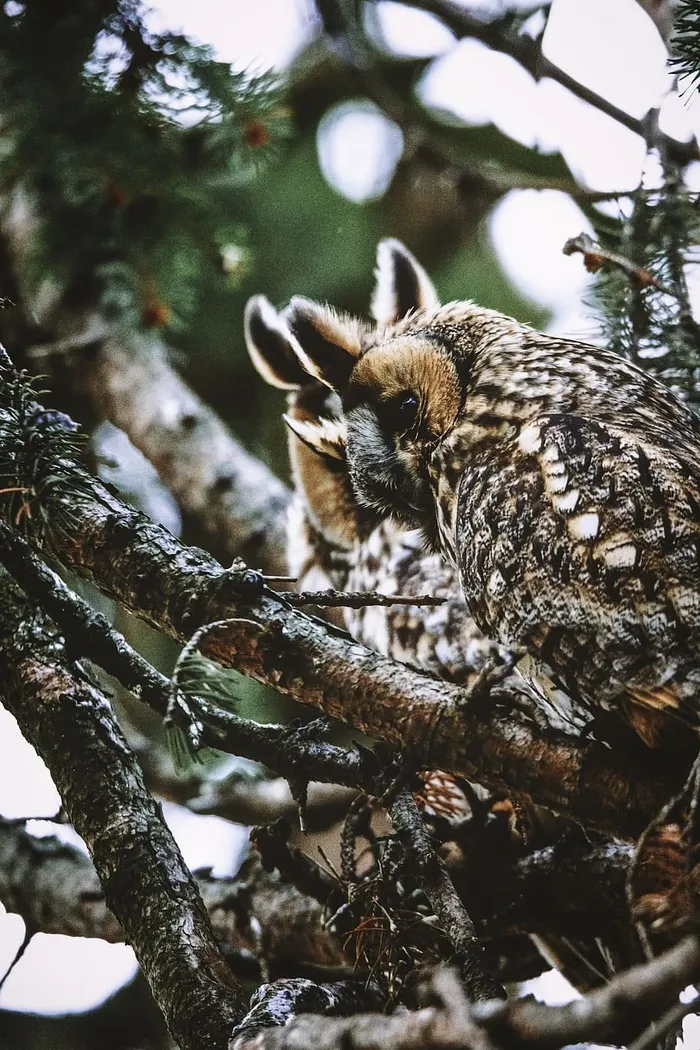 棕色猫头鹰栖息在树枝上