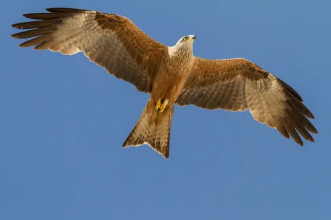 西班牙、huelva、el rocio、birding、milano real、飞行、野生动物、动物主题