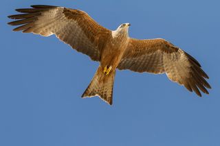 西班牙、huelva、el rocio、birding、milano real、飞行、野生动物、动物主题