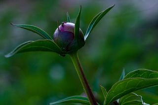 牡丹，芍药，蚂蚁，开花，开花，花，五旬节罗森戈斯，花牡丹