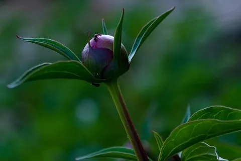 牡丹,芍药,蚂蚁,开花,开花,花,五旬节罗森戈斯,花牡丹 牡丹,芍药,蚂蚁,开花,开花,花,五旬节罗森戈斯,花牡丹