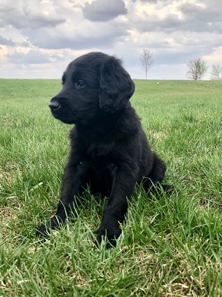 小狗，春天，夏天，蓝色，绿色，黑色，宠物，狗