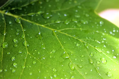 植物,叶子,雨,雨滴,枫树,雨滴,潮湿,植物部分 植物,叶子,雨,雨滴,枫树,雨滴,潮湿,植物部分