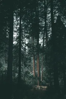 树木、树木、树干、阴郁、阴影、光线、森林、林地的剪影