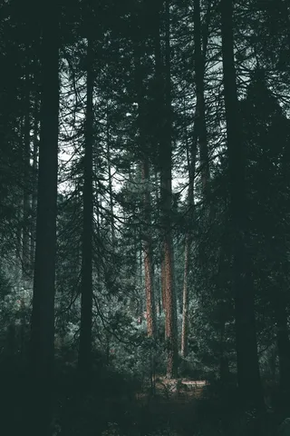 树木、树木、树干、阴郁、阴影、光线、森林、林地的剪影