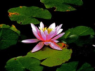 睡莲、水、池塘、植物学、花卉、开花植物、大自然之美、植物