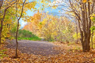 秋天，背景，分支，国家，乡村，白天，环境，秋天