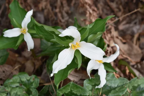 植物，花，花，刺五加科，天南星科，花瓣，菊科，叶