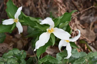 植物，花，花，刺五加科，天南星科，花瓣，菊科，叶