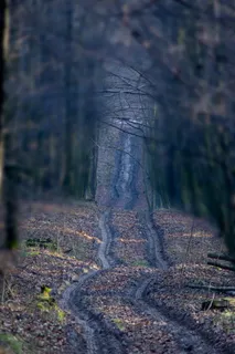 森林，路，森林，路，秋天，森林里的路，树，风景，小路