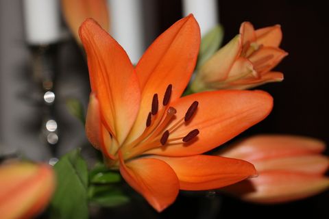 礼来，花，自然，植物，花瓣，夏天，花园，美丽