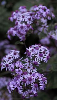 英国，里士满，皇家植物园，温室，植物，美丽，自然，喜怒无常