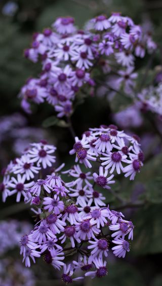 英国，里士满，皇家植物园，温室，植物，美丽，自然，喜怒无常