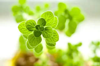 微距摄影，绿色，叶子，植物，肉质，花朵，塔比莎，迷你盆栽