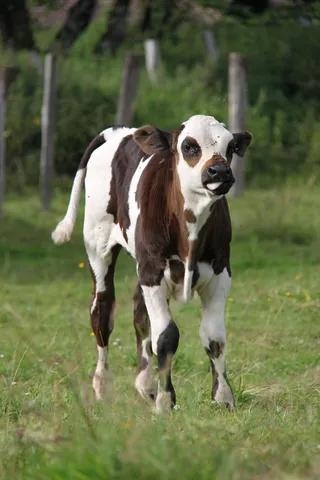 小牛肉，奶牛，pre，田地，牛，哺乳动物，草，家畜