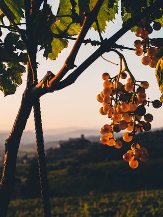 意大利，soave，葡萄，葡萄，秋天，葡萄园，橙色，秋天