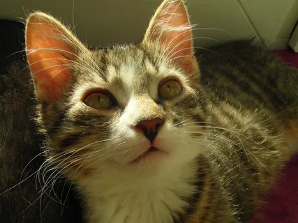 猫,动物,自然,小猫,胡子,小猫,野兽,绒毛 猫,动物,自然,小猫,胡子,小猫,野兽,绒毛