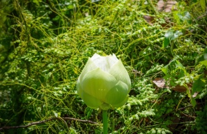 花，莲花，自然，夏天，绿色，植物，花朵，亚洲