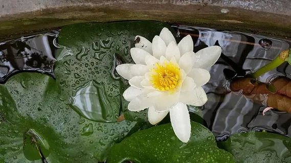 睡莲,水生植物,池塘,叶子,花,开花植物,植物,新鲜度 睡莲,水生植物,池塘,叶子,花,开花植物,植物,新鲜度