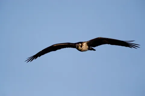 鱼鹰,鸟,飞行,野生动物,自然,猛禽,天空,鹰 鱼鹰,鸟,飞行,野生动物,自然,猛禽,天空,鹰