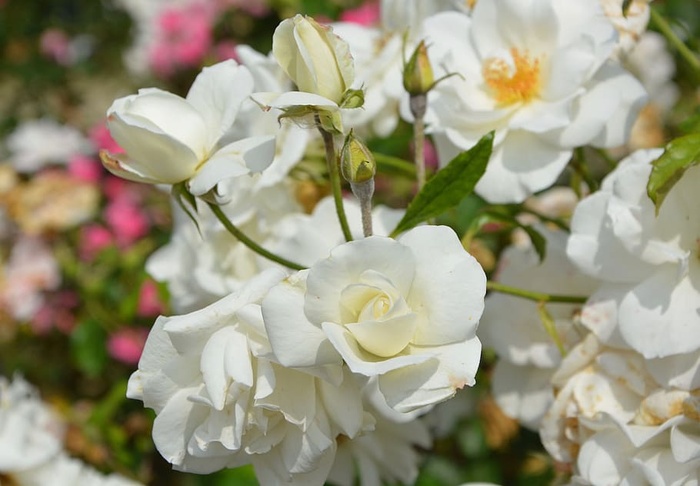 白玫瑰，花朵，玫瑰花束，花园，花瓣，夏季花朵，报价，夏季