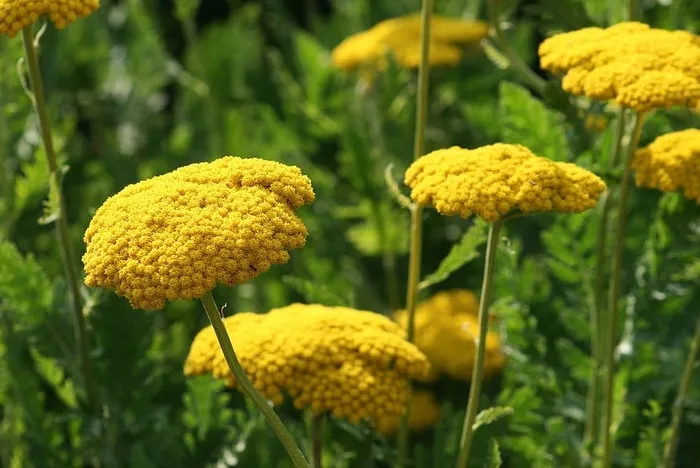 自然，植物，花，花园，花，花，花园，黄色，生长