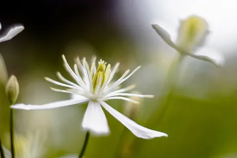 开花,开花,特写,植物,花卉,自然,花卉,开花植物 开花,开花,特写,植物,花卉,自然,花卉,开花植物
