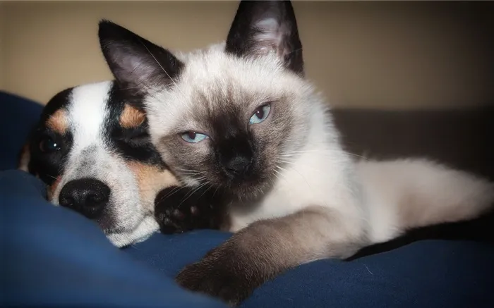 短衣，短裙，黑白，猫，狗，狗，小猫，暹罗