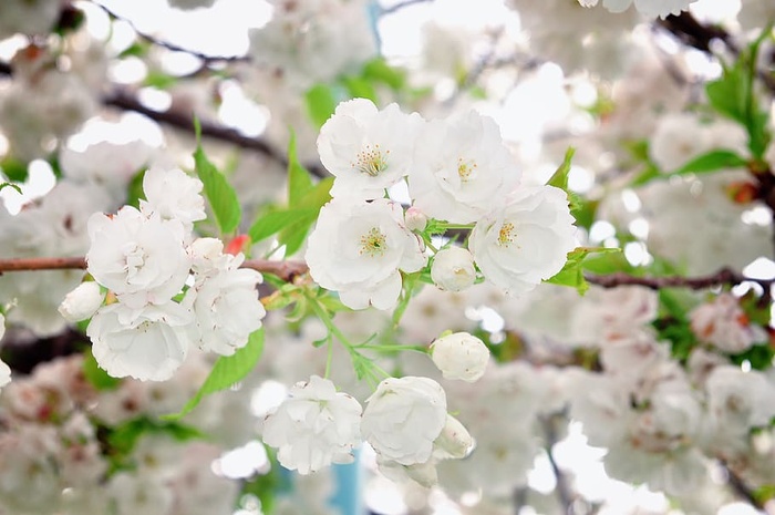 樱桃，树，花，树枝，季节，花，李子，特写