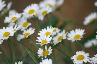 花，玛格丽特，花，花，植物，花园，植物，开花植物