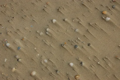 沙子，海滩，贝壳，夏天，假日，沙子，海滩，夏天，假日，小