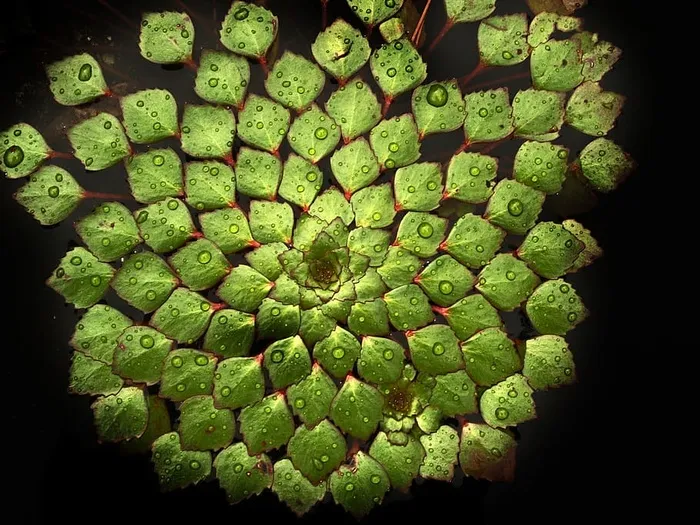 绿瓣花