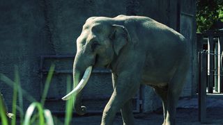 德国，明斯特，allwetterzoo明斯特，动物，巨大，大，大象，野生