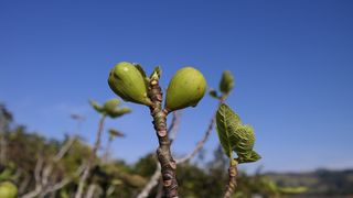 花, 植物, 美容, 兰花, 罗莎, 魅力, 华丽, 杰作