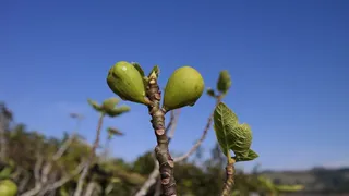 花, 植物, 美容, 兰花, 罗莎, 魅力, 华丽, 杰作