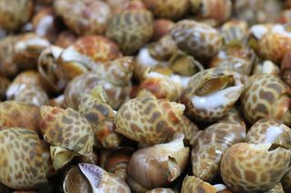 动物，海洋生物，无脊椎动物，贝壳，食物，蛤蜊，蜗牛，蜗牛