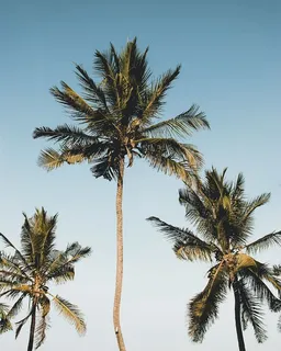 椰子树 椰子树