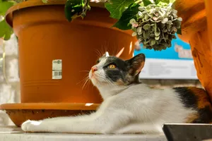 猫，家养，肖像，动物，户外，可爱，印花布，棕色眼睛