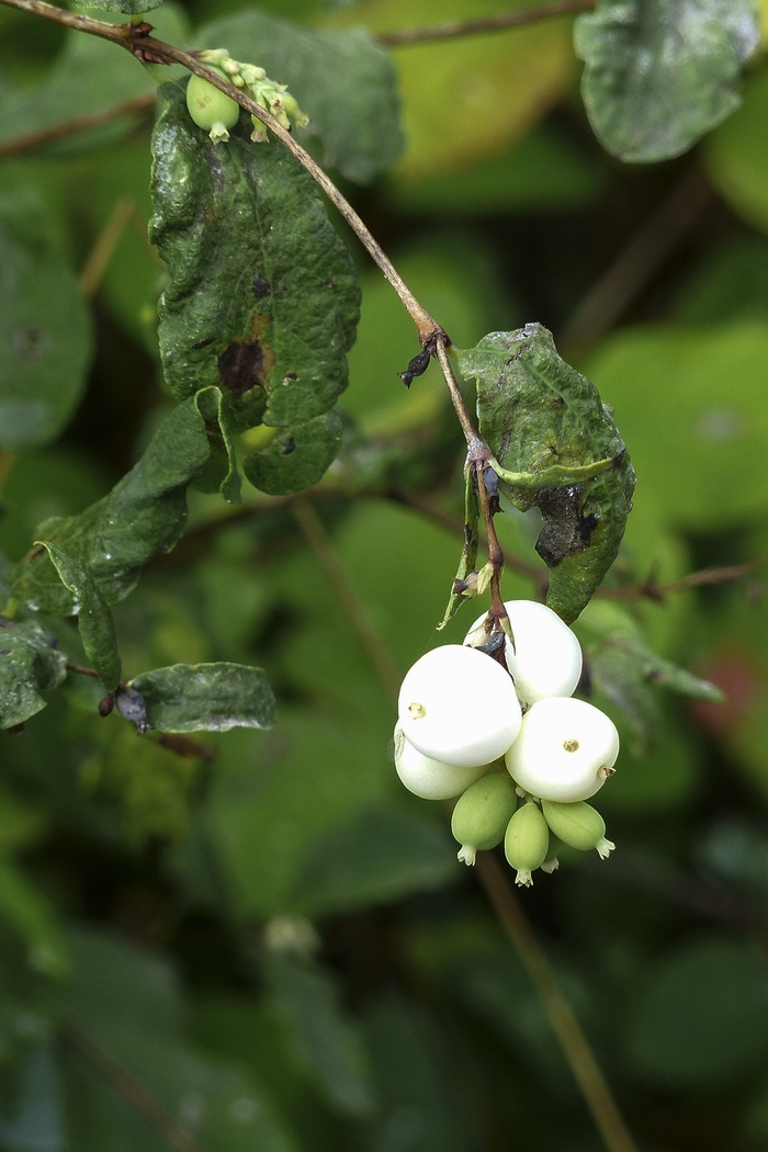 白色、普通雪果、红蜘蛛、玩具鱼雷、帽子炸弹、草地、植物、自然