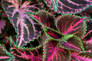 coleus plant，紫色，植物，自然，海洋，水，海洋，户外