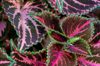 coleus plant，紫色，植物，自然，海洋，水，海洋，户外