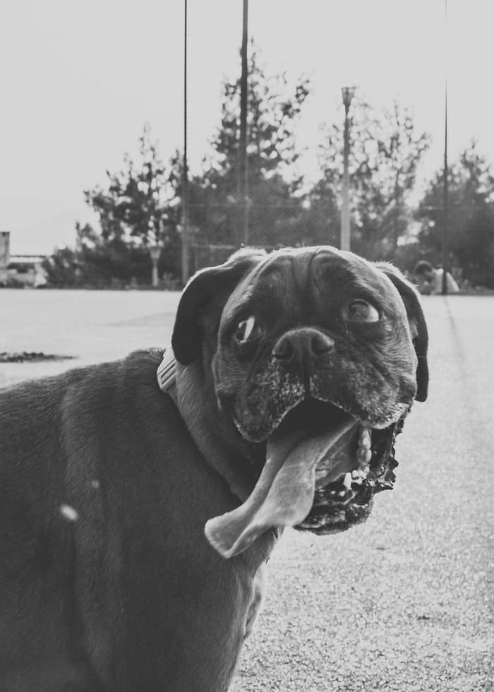 拳击手，狗，快乐，邋遢，黑白相间，顽皮，微笑，狗