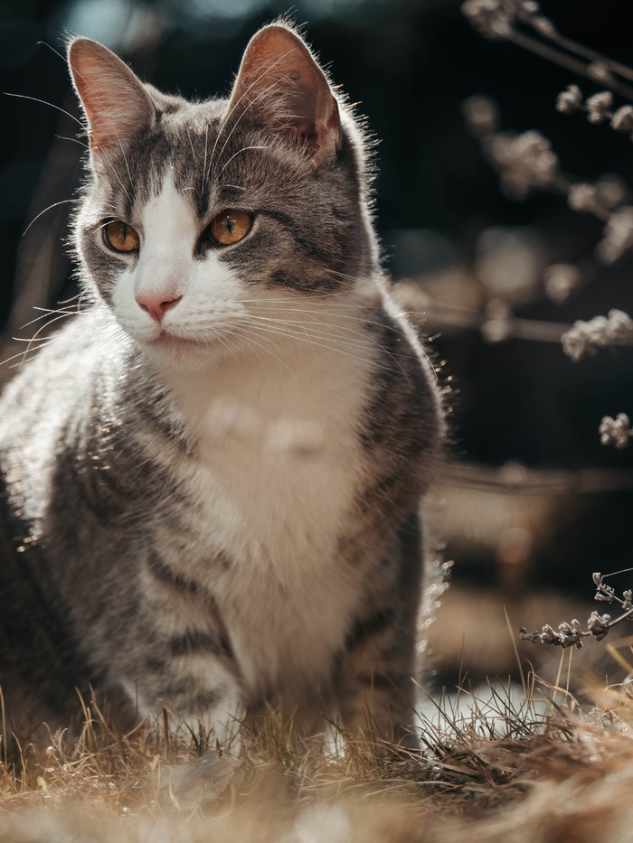 猫，动物，宠物，哺乳动物，曼克斯，奥斯陆，阿比西尼亚，挪威