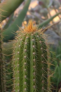 仙人掌,仙人掌,针叶,绿色,肉质植物,刺,尖锐,植物 仙人掌,仙人掌,针叶,绿色,肉质植物,刺,尖锐,植物