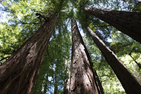 美国，格恩维尔，阿姆斯特朗红杉州立自然保护区，自然，树木，森林，红杉，加利福尼亚州