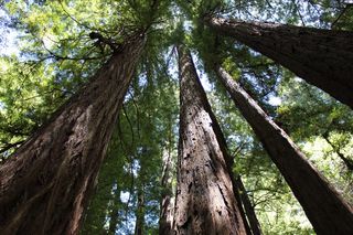 美国，格恩维尔，阿姆斯特朗红杉州立自然保护区，自然，树木，森林，红杉，加利福尼亚州